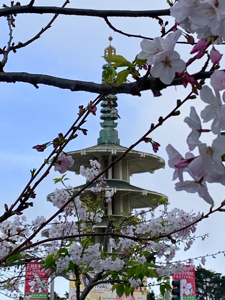 The Cherry Blossom Festival in San Francisco’s Japantown by louannwarren