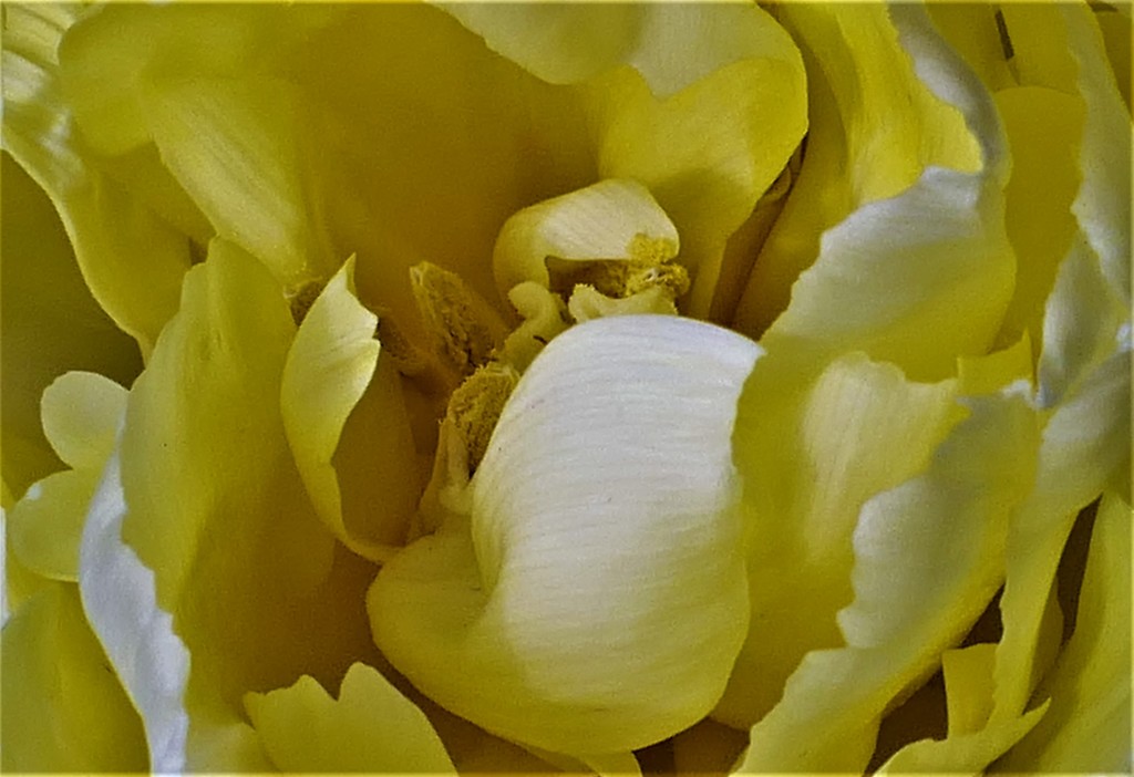 Tulip Central by carole_sandford