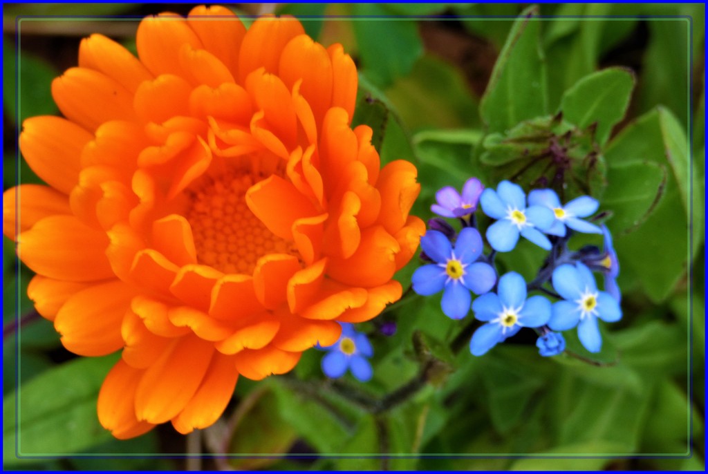 Marigold and forget-me-not by beryl