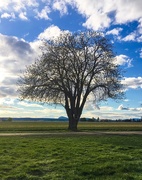 2nd Apr 2019 - Tree