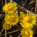 Tussilago by elisasaeter