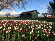 4th Apr 2019 - Springtime in Washington State