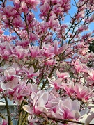 8th Apr 2019 - Magnolias for ever. 