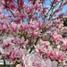 Magnolias for ever.  by cocobella