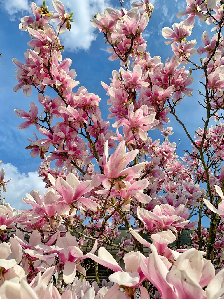 Magnolias and blue sky.  by cocobella