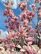 8th Apr 2019 - Magnolias and blue sky. 