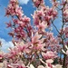 Magnolias and blue sky.  by cocobella