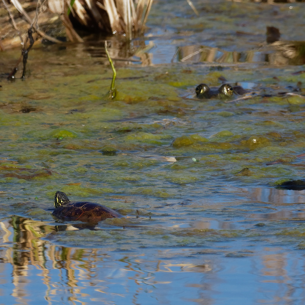 painted turtle and frog by rminer