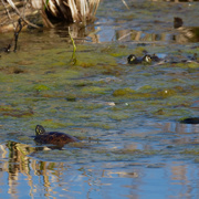 8th Apr 2019 - painted turtle and frog