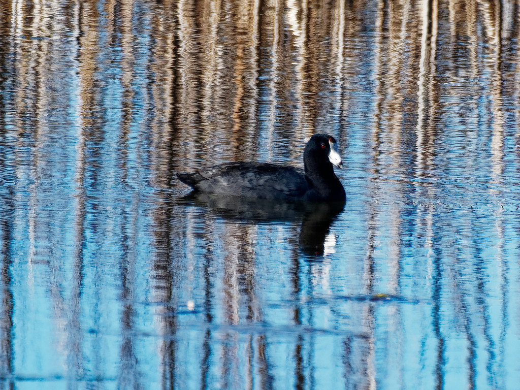 american coot profile by rminer
