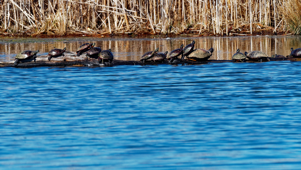 painted turtle lineup by rminer