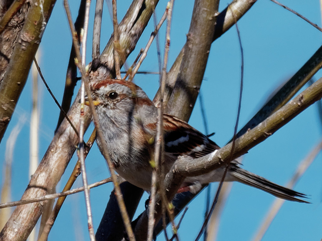 american tree sparrow by rminer