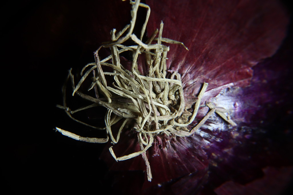 Day 98:  Red Onion by sheilalorson