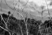 8th Apr 2019 - No Intrigue Here - Just All Web