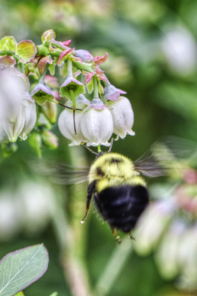 Buzzing the Blueberry Blossoms by kvphoto