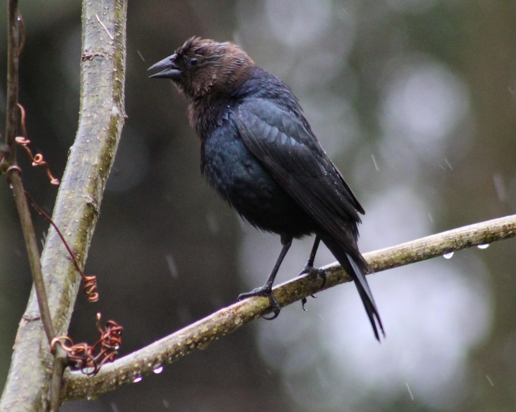 Cowbird Singing In The Rain by cjwhite
