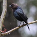 Cowbird Singing In The Rain by cjwhite