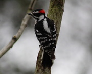 8th Apr 2019 - My Favorite Little Woodpecker