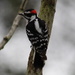 My Favorite Little Woodpecker by cjwhite