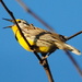 Songbirds are Back by genealogygenie