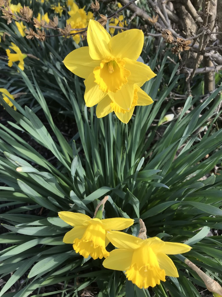 Daffodils  by tatra