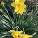 Daffodils  by tatra