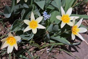 8th Apr 2019 - Neighbor's tulips