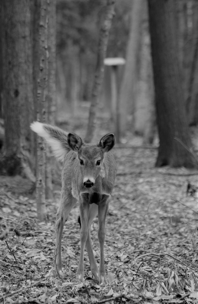 stare by edorreandresen