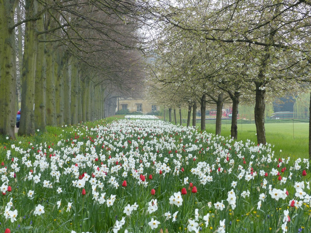 Carpet of Narcissus and Tulips  by foxes37
