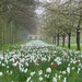 Carpet of Narcissus and Tulips  by foxes37