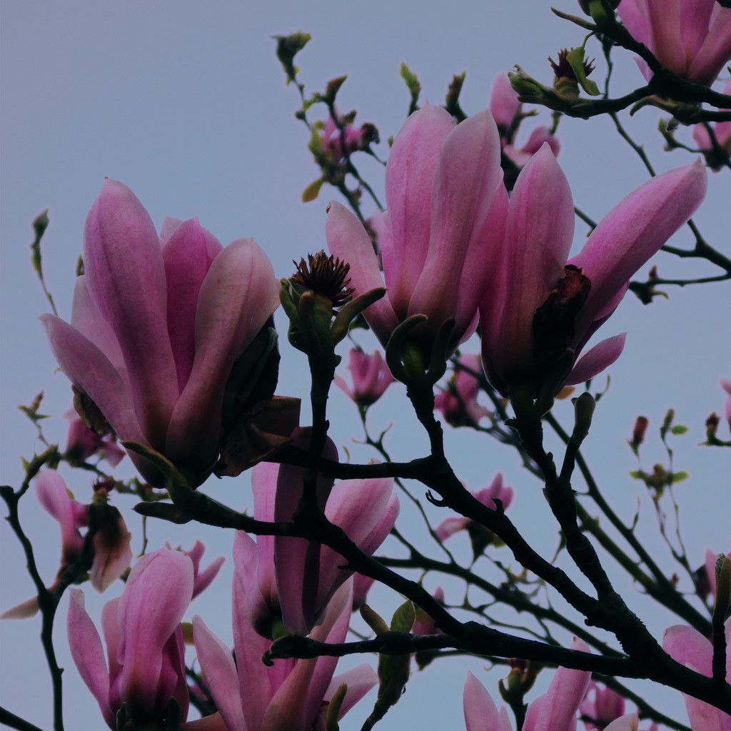 Magnolia blossoms by shannejw