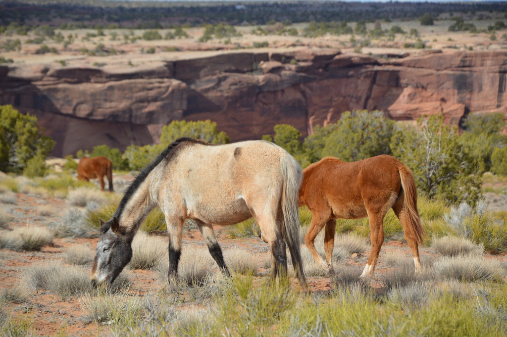Wild Horses of Canyon De chelly, AZ. by bigdad