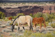 9th Apr 2019 - Wild Horses of Canyon De chelly, AZ.