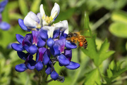 9th Apr 2019 - Busy Bee on Bluebonnet