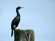 9th Apr 2019 - Pelagic Cormorant 