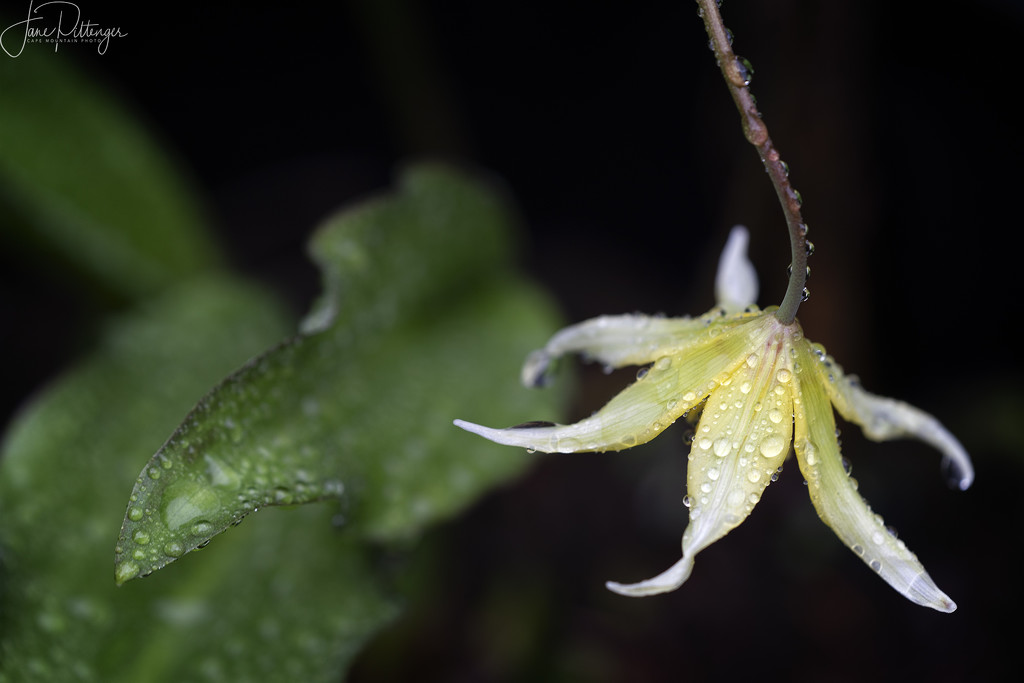 Fawn Lily with Droplets by jgpittenger