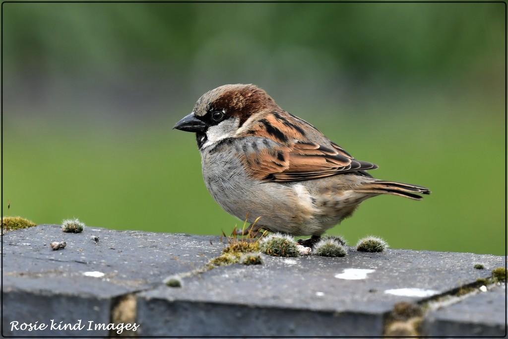 House Sparrow by rosiekind