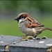 House Sparrow by rosiekind
