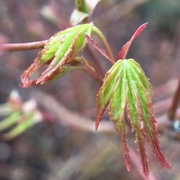 9th Apr 2019 - New Leaves on Japanese maple