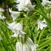 white in my garden by marijbar