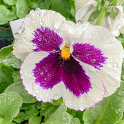 8th Apr 2019 - pansy in the rain