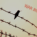 War Birds by stephomy