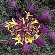 9th Apr 2019 - I was amazed by the beautiful flowers on the ornamental cabbage at Hampton Park the other day.