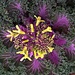 I was amazed by the beautiful flowers on the ornamental cabbage at Hampton Park the other day. by congaree