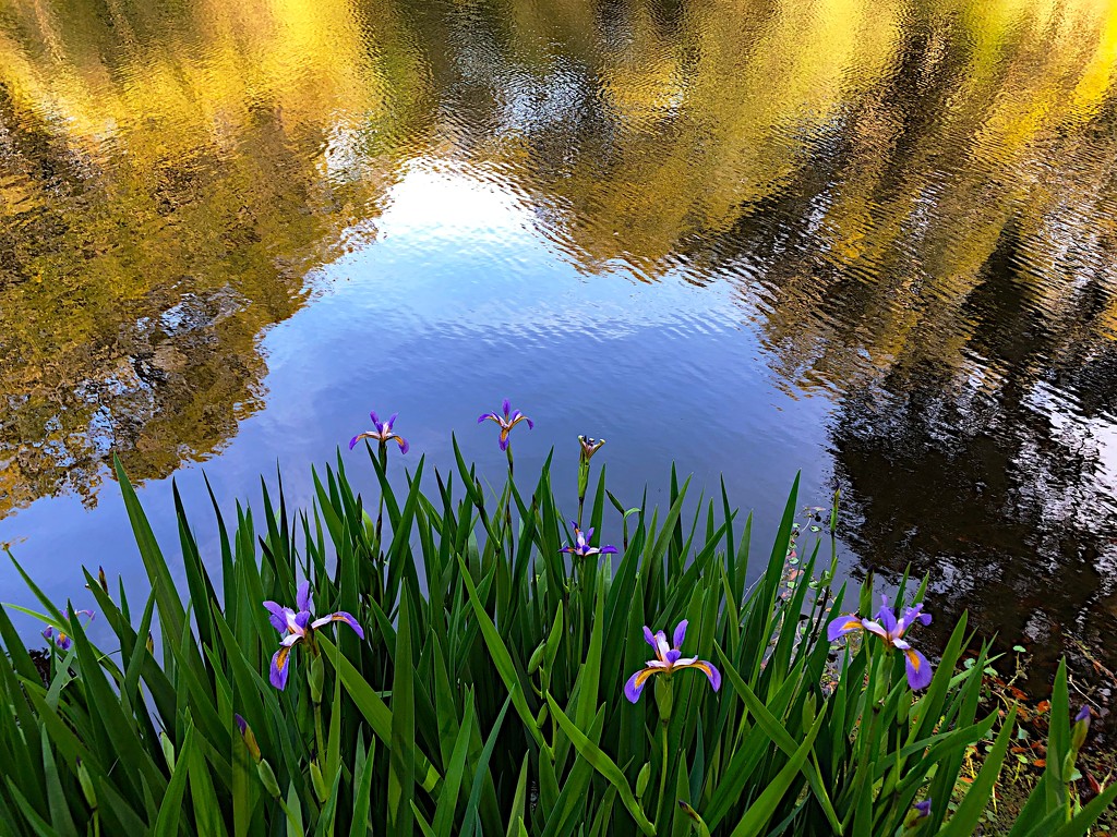 Irises and reflections at the lake  by congaree