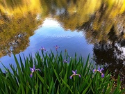 9th Apr 2019 - Irises and reflections at the lake 