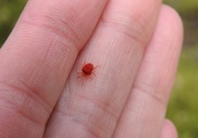 9th Apr 2019 - A velvet mite