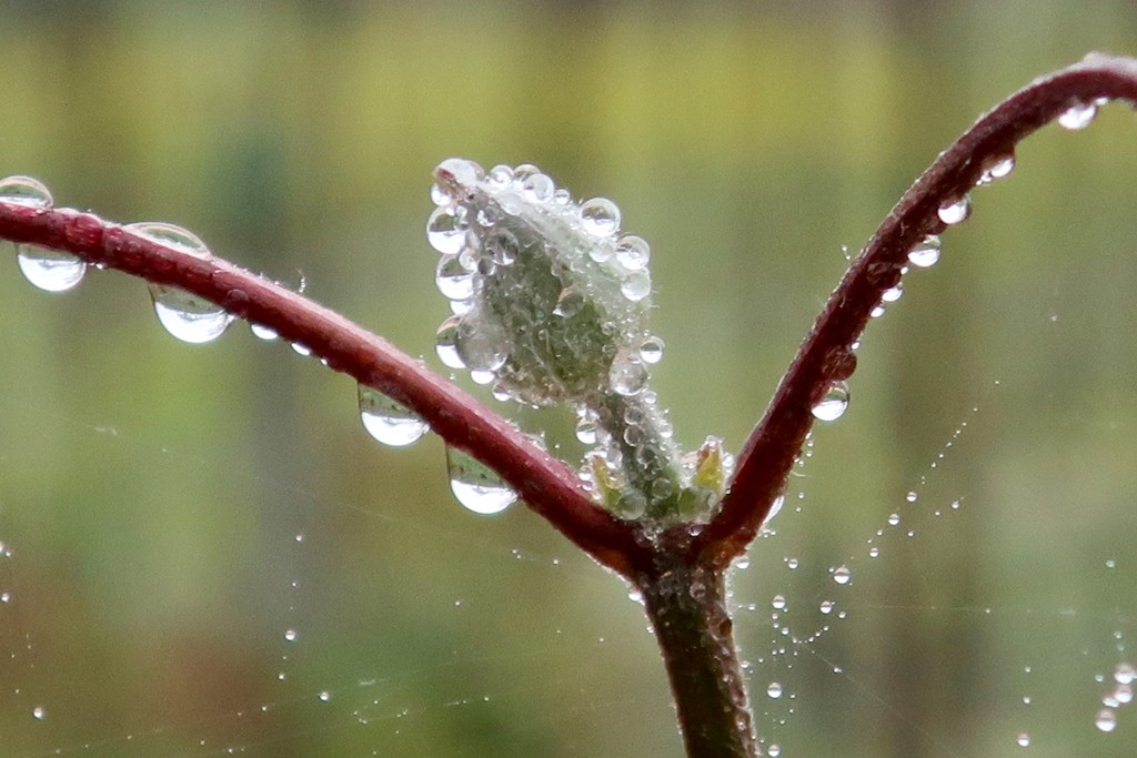 A rose bud in the rain by louannwarren