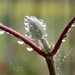 A rose bud in the rain by louannwarren