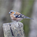 Male Chaffinch by pcoulson